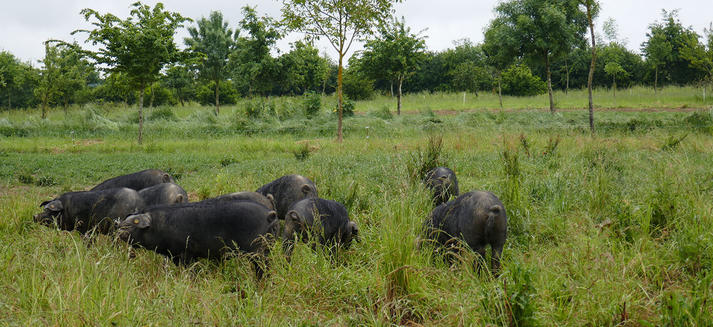 What are the benefits of agroforestry elements in the landscape?