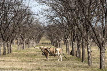 A longhorn steer appears to pose in a thicket in rural Kinney County, Texas.