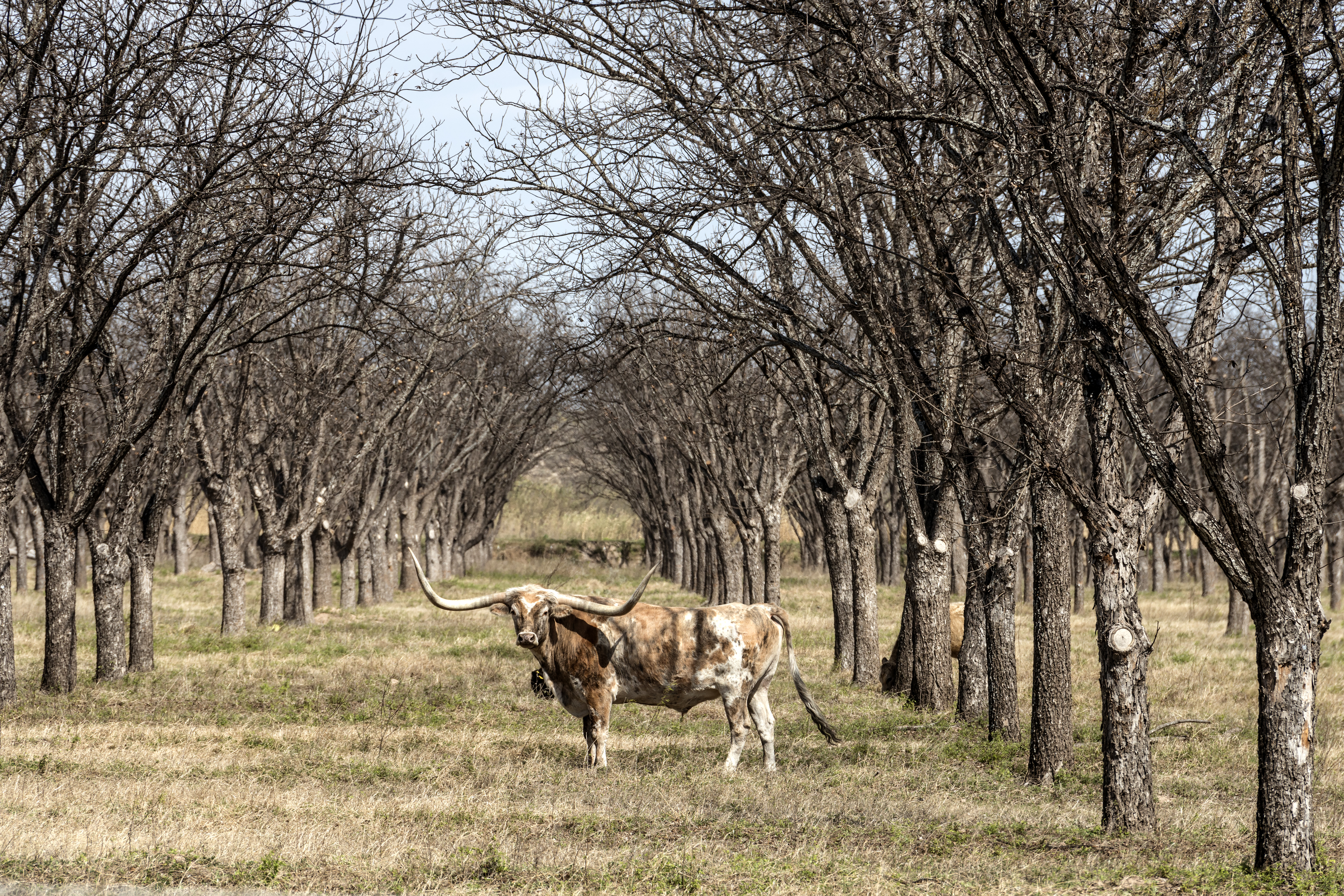 A longhorn steer appears to pose in a thicket in rural Kinney County, Texas.